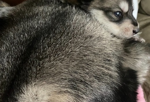Wolf Hybrid Pups Wolf Hybrid Pups