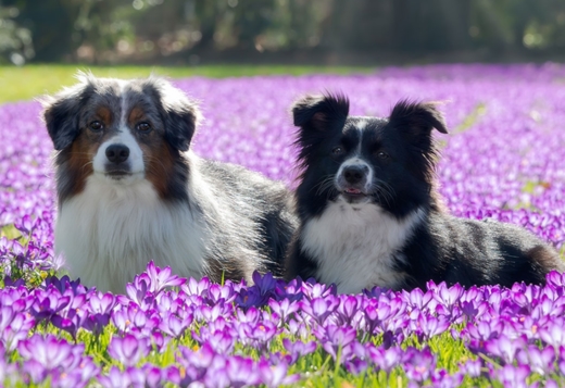 Buckwheat Valley Ranch Buckwheat Valley Ranch