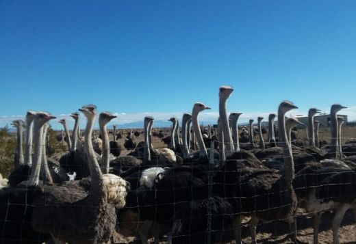 Ostrich Ostrich