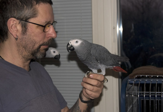 Adorable Tamed Congo African Grey Parrots Adorable Tamed Congo African Grey Parrots
