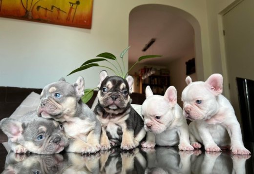 French Bulldog French Bulldog
