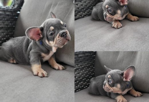 French Bulldog 1 French Bulldog 1
