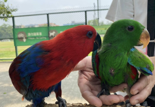Eclectus Eclectus