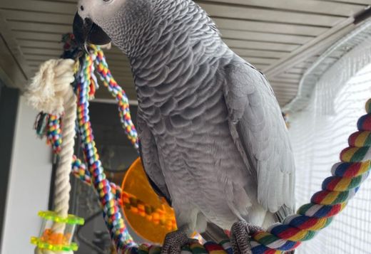Two Young African Grey Parrots ready Now Two Young African Grey Parrots ready Now