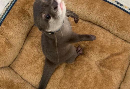 Asian Small Clawed Otters Asian Small Clawed Otters