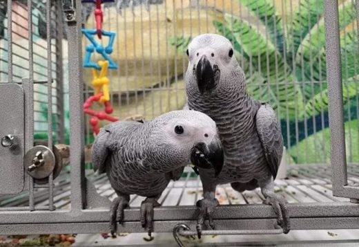 African Grey Parrots  very Friendly African Grey Parrots  very Friendly