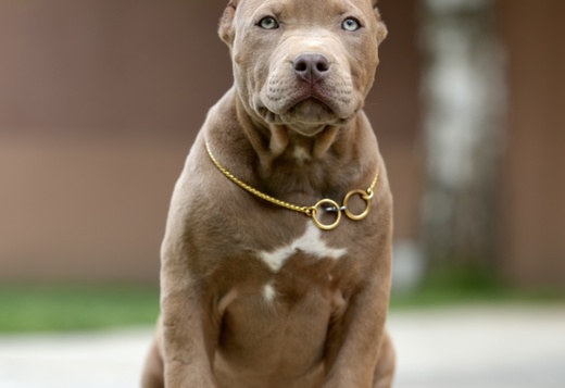 American Bully puppies American Bully puppies