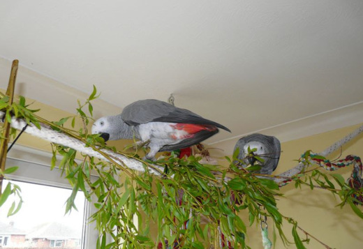 Talented  African Grey Parrots Available Talented  African Grey Parrots Available
