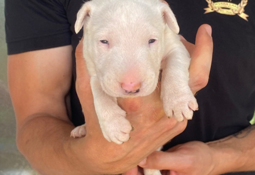 Standard bull terrier puppies Standard bull terrier puppies