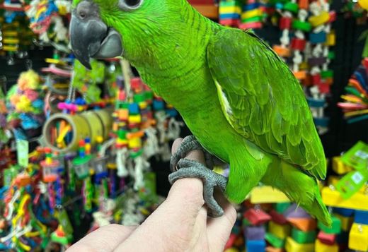 Talking amazon parrots babies for sale Talking amazon parrots babies for sale