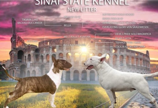 Bull Terrier puppy Bull Terrier puppy