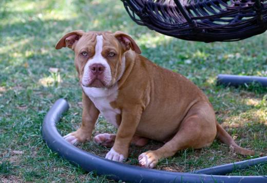American Bully puppies for sale American Bully puppies for sale