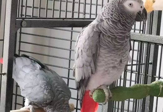 Intelligent Congo Grey Parrots with Cage Intelligent Congo Grey Parrots with Cage