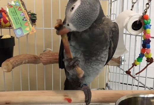 Bonded friendly African Grey Parrots for your kids Bonded friendly African Grey Parrots for your kids