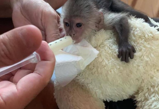 Adorable Capuchin monkey for adoption Adorable Capuchin monkey for adoption