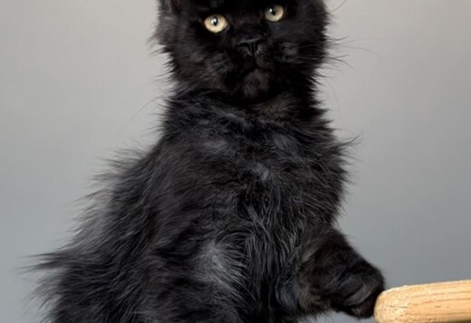 Maine coon for sale near me Maine coon for sale near me