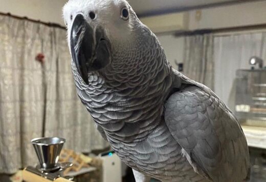 Gorgeous African Grey Birds family friend Gorgeous African Grey Birds family friend
