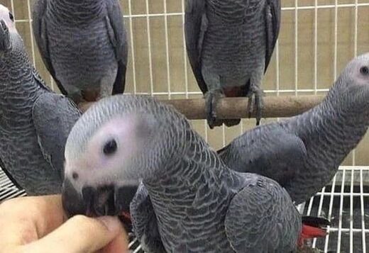 Beautiful  African Grey Parrots with cage Beautiful  African Grey Parrots with cage
