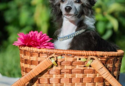 Chinese Crested dog female puppy Chinese Crested dog female puppy