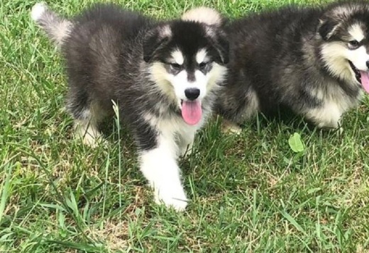 Well Socialized Alaskan Malamute puppies for sale... Well Socialized Alaskan Malamute puppies for sale  470-673-7509