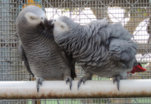 Affordable Congo African Grey Parrots for sale USA Affordable Congo African Grey Parrots for sale USA