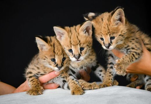 Serval Serval