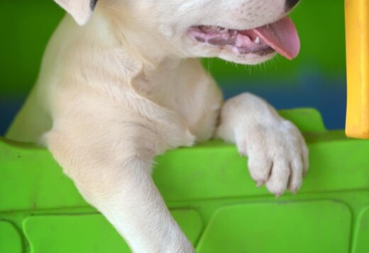 Standard Bull Terrier – Beautiful Female for Sale Standard Bull Terrier – Beautiful Female for Sale