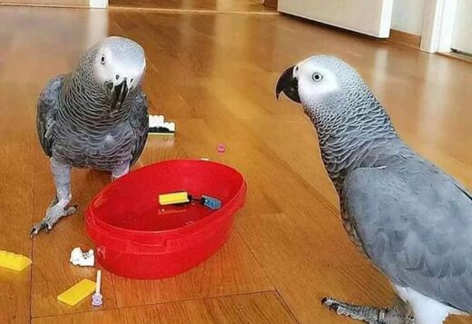  Birds & Parrots for Sale 