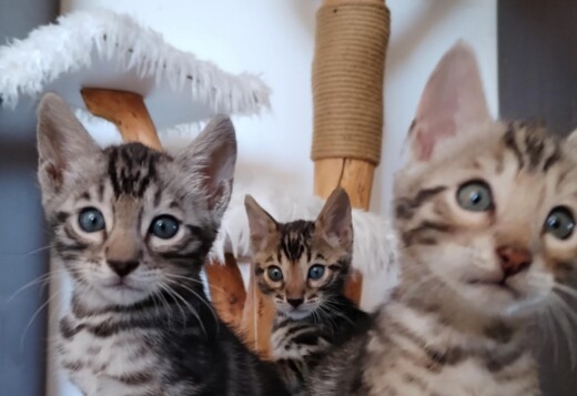 Bengal kittens for sale Bengal kittens for sale