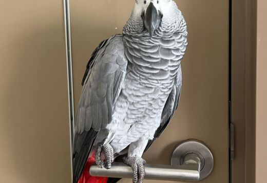  Birds & Parrots for Sale 