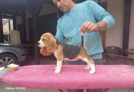 Beagle puppies Beagle puppies