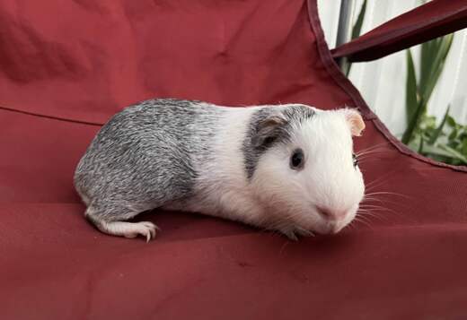 Guinea Pigs Guinea Pigs