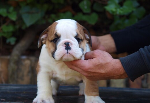 English Bulldog Beautiful Puppies English Bulldog Beautiful Puppies