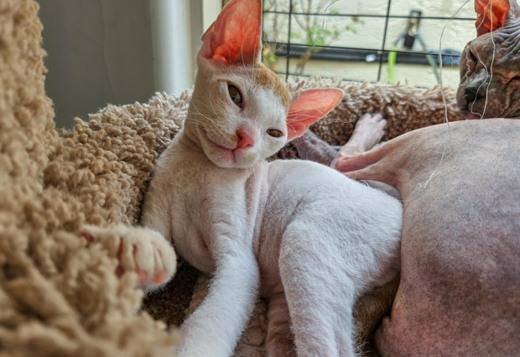 Latte - Don Sphynx Kitten Latte - Don Sphynx Kitten