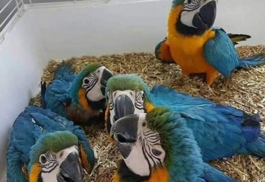  Birds & Parrots for Sale 