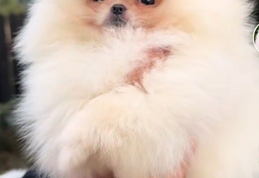Pomeranian Spitz Pomeranian Spitz