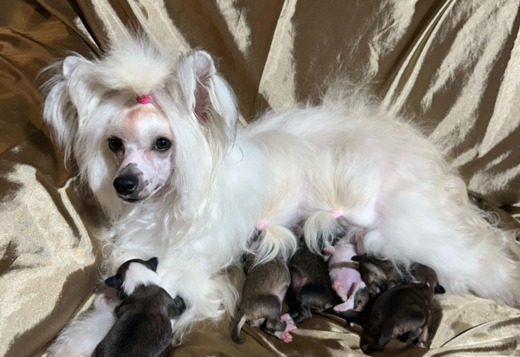 Chinese Crested Puppies - Reservations Chinese Crested Puppies - Reservations