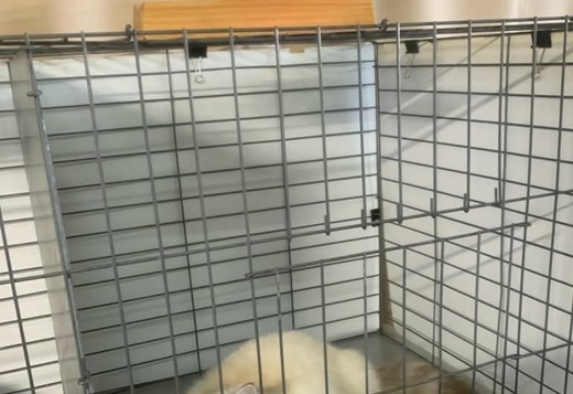 ragdoll kittens for sale ragdoll kittens for sale