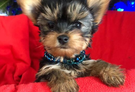 Animated Yorkie puppies available Animated Yorkie puppies available