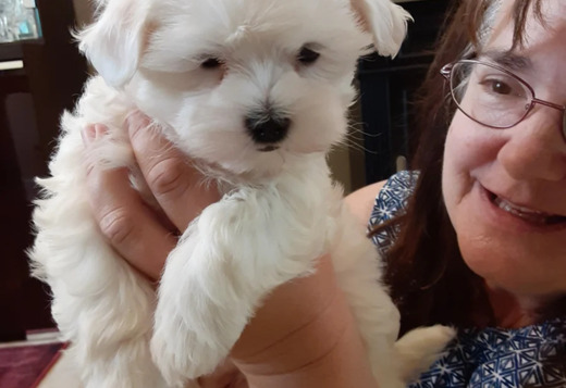 Maltese puppy male Maltese puppy male