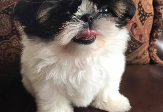 Adorable Shih Tzu Puppies Adorable Shih Tzu Puppies