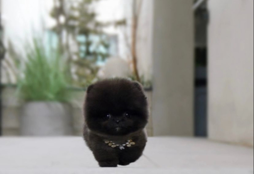 White POMERANIAN PUPPY White POMERANIAN PUPPY