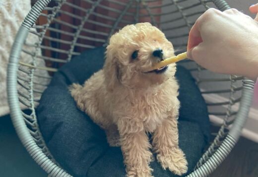Charming Aussiedoodle puppies Charming Aussiedoodle puppies