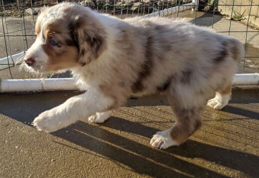 AKC Australian Shepherd puppies AKC Australian Shepherd puppies