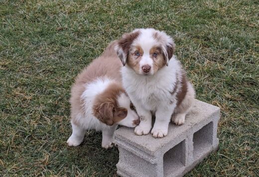 AKC Australian Shepherd puppies AKC Australian Shepherd puppies