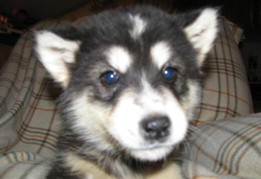 Obedient Alaskan Malamute puppies available Obedient Alaskan Malamute puppies available