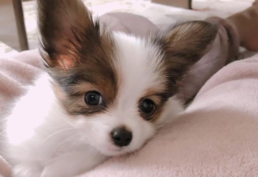 Adorable Papillon puppies Adorable Papillon puppies