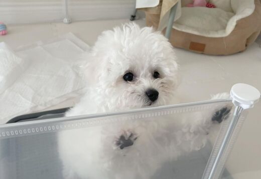 Gorgeous Bichon Frise Puppies Gorgeous Bichon Frise Puppies