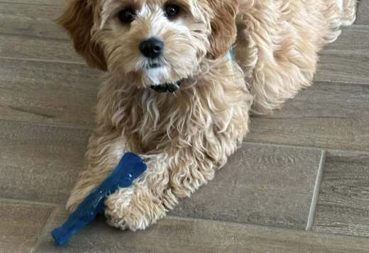 Beautiful Cavachon Puppies For Sale. Beautiful Cavachon Puppies For Sale.