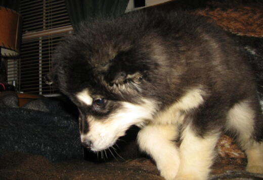Obedient Alaskan Malamute puppies available Obedient Alaskan Malamute puppies available